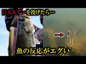 【バス釣り 春】またもや巨大ルアーにが群がるブラックバスに襲われました【神回】