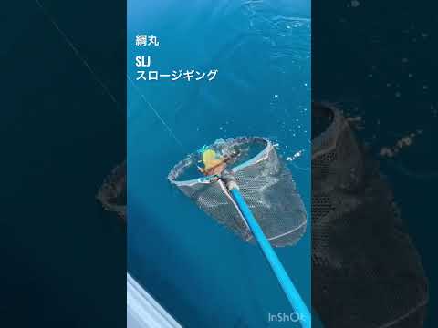 #綱丸　#SLJ #fishing  #スロージギング　#タイラバ　#釣り　#釣り船　#遊漁船　#愛媛　#宇和島