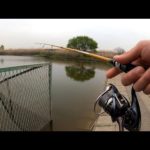 でた！関東でコウライギギ釣り