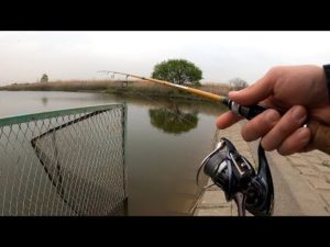 でた！関東でコウライギギ釣り