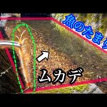 エサは現地調達！魚の溜まり場にムカデを落とすと…