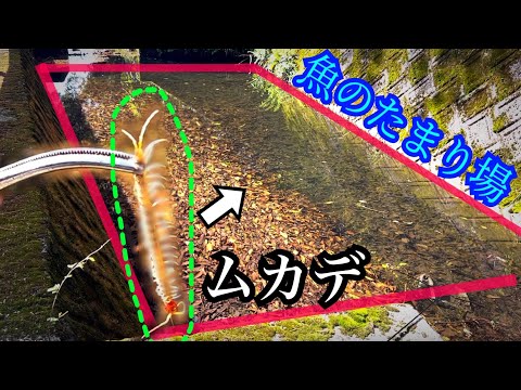 エサは現地調達！魚の溜まり場にムカデを落とすと…