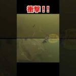ブラックバスがワームにバイトする瞬間【バス釣り】
