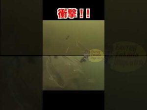 ブラックバスがワームにバイトする瞬間【バス釣り】