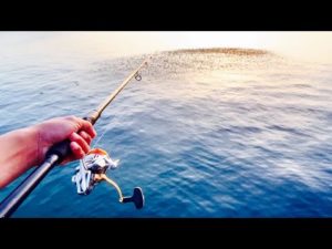 魚が湧き過ぎてやばい。