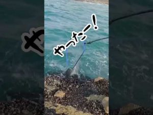 サクラマス60up‼︎# #北海道釣り #釣り #サクラマス #fishing #釣り好きの人と繋がりたい #ルアー #初心者 #ショアジギング #太平洋 #道南#日本海#サイレントアサシン