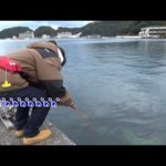 和歌山で堤防釣りをしたら...あのお宝が釣れた。