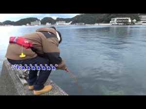 和歌山で堤防釣りをしたら...あのお宝が釣れた。