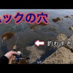【穴釣り】このモジャモジャの穴がデカいの釣れるわ、数釣れるわでお祭りすぎた