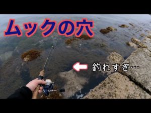 【穴釣り】このモジャモジャの穴がデカいの釣れるわ、数釣れるわでお祭りすぎた