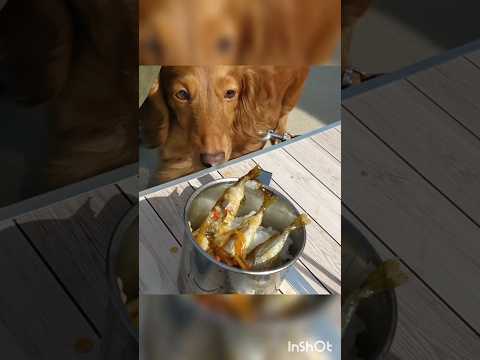 【サビキ釣り】ワンコと釣りに行って来た！【豆アジの南蛮漬け】