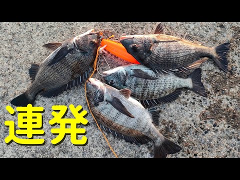 乗っ込み40cmオーバー連発！知多半島チヌ釣り