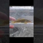 【釣りぶら散歩。】神奈川県相模原 道志川下流域で小物釣り。【淡水】#shorts