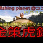 fishing planet #179『金策タイガーフィッシュ釣り!!所持金800万の拘りの秘密を初公開 LV.75 コンゴ川@コンゴ』【生放送 第538回】#フィッシングプラネット#攻略#金策#雑談