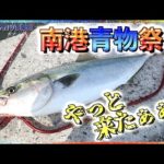 第173話【南港青物祭り】突如始まった大阪南港の青物祭り!南港沖堤防でのショアジギング!の巻。