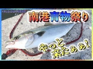 第173話【南港青物祭り】突如始まった大阪南港の青物祭り!南港沖堤防でのショアジギング!の巻。
