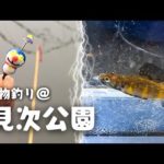 ドラえもんプロペラ浮きで小物釣り！@見次公園【タナゴ(小物)釣り#36】