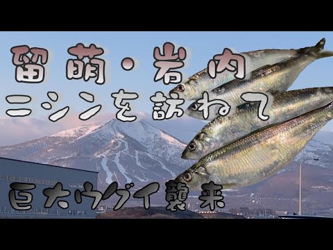 留萌・岩内　ニシン狙い釣行