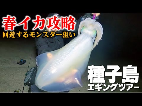 【エギング】春イカ攻略！回遊するモンスター狙い！(種子島エギングツアー)