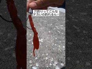 ワームを使った穴釣りがスゴすぎる！#釣り #穴釣り #根魚 #ロックフィッシュ  #堤防釣り #釣り初心者