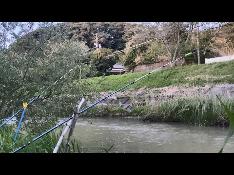 【うなぎ釣り】2023 春のうなぎ釣り。
