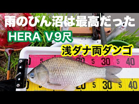 【ヘラブナ釣り】雨のびん沼でパラソル初下ろし⛱🎣