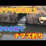 デイナマ初戦は？夕方の水路でナマズ釣り