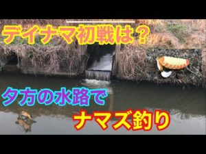 デイナマ初戦は？夕方の水路でナマズ釣り