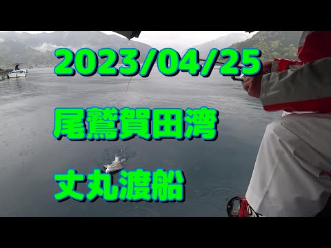 2023/4/25尾鷲賀田湾　丈丸渡船（チヌかかり釣り）