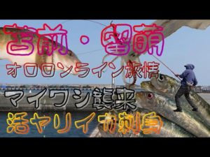 苫前・留萌　オロロンライン釣行　マイワシ大爆釣