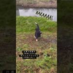 痛すぎるわ！笑 #バス釣り #ブラックバス #ラージマウスバス #家族 #爆笑 #釣り #釣りガール #釣り女子 #ハプニング #爆笑 #ハプニング #shorts#バスフィッシング