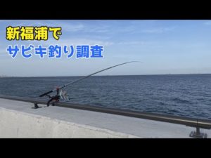 新福浦でサビキ釣り調査
