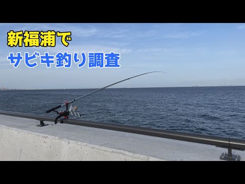 新福浦でサビキ釣り調査