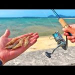 大物の近くにエビを投げてみた