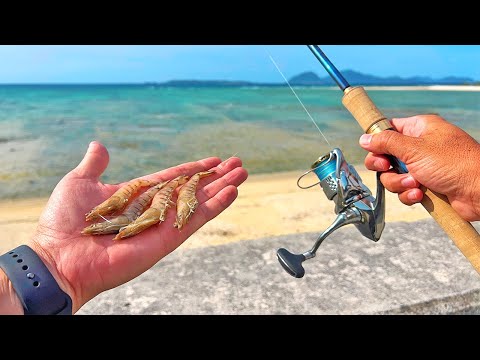 大物の近くにエビを投げてみた
