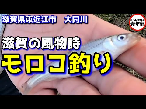 【釣り・琵琶湖】滋賀の風物詩　モロコ釣り