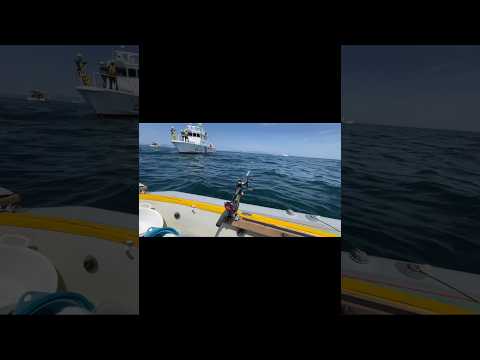 【緊急逮捕⁉️】海のBOSSがやってきた#加太 #友ヶ島 #ミニボート #鯛  #青物 #アジ #鯛釣り #アジ釣り #青物釣り #真鯛 #オフショア #紀北 #海上保安庁 #youtube