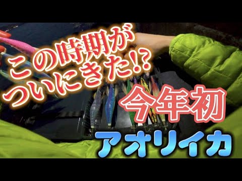 【エギング】今年は何かがおかしい⁉初春アオリイカ釣り