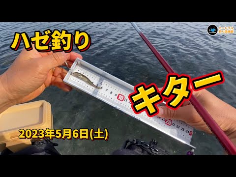【ハゼ釣り】 キター 2023年5月6日