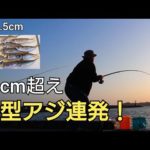 やっぱりトリック最強か?!激渋かと思ってたら突然時合いが来て、17cm〜22cmのアジが大連発！サビキの仕掛けの紹介も