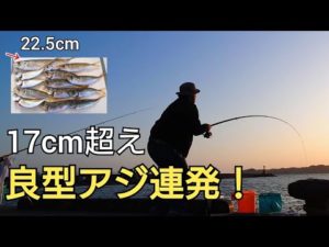 やっぱりトリック最強か?!激渋かと思ってたら突然時合いが来て、17cm〜22cmのアジが大連発！サビキの仕掛けの紹介も
