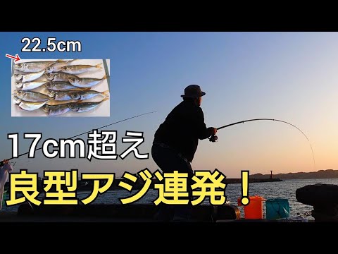 やっぱりトリック最強か?!激渋かと思ってたら突然時合いが来て、17cm〜22cmのアジが大連発！サビキの仕掛けの紹介も