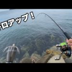 初場所エギングで特大イカを釣り上げた！