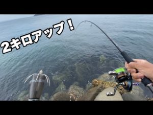 初場所エギングで特大イカを釣り上げた！