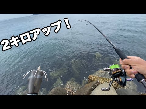初場所エギングで特大イカを釣り上げた！