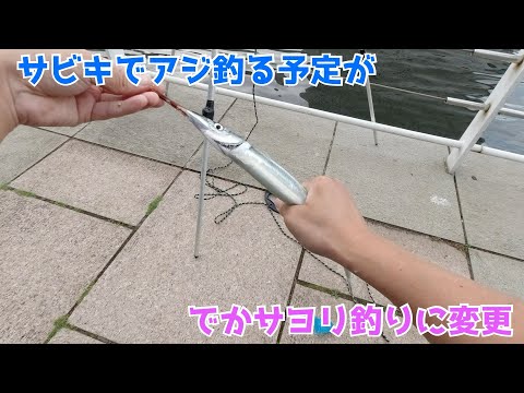 サビキでアジ釣る予定がでかサヨリ釣りに変更