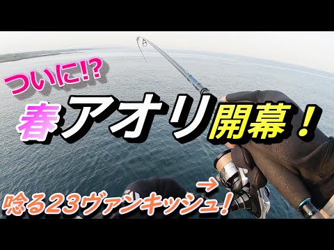これを待ってた!春のエギングでいきなりキロアップ!今年の親アオリイカは絶好調!