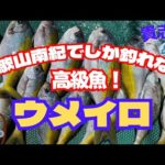 【船釣り】和歌山県串本和深沖でウメイロが爆釣！！