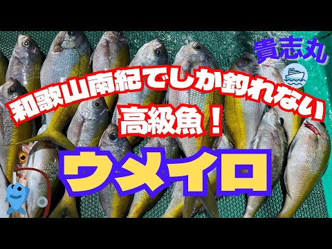 【船釣り】和歌山県串本和深沖でウメイロが爆釣！！
