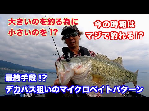 最終手段 !? デカバス狙いのマイクロベイトパターン【琵琶湖バス釣り】